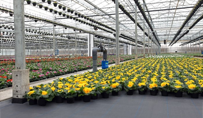 excellent floor for growers in greenhouse 