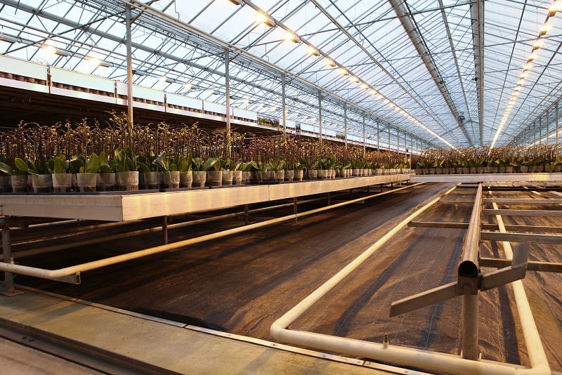 Basic floor in greenhouse