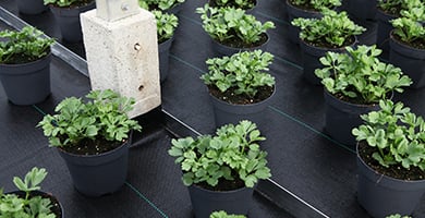让植物健康茁壮且均匀一致的栽培床