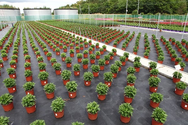 Floor for horticulture companies