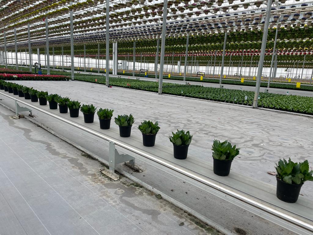 Boost productivity with the right greenhouse flooring choice. Explore automation and internal transport capabilities for efficient labor management.