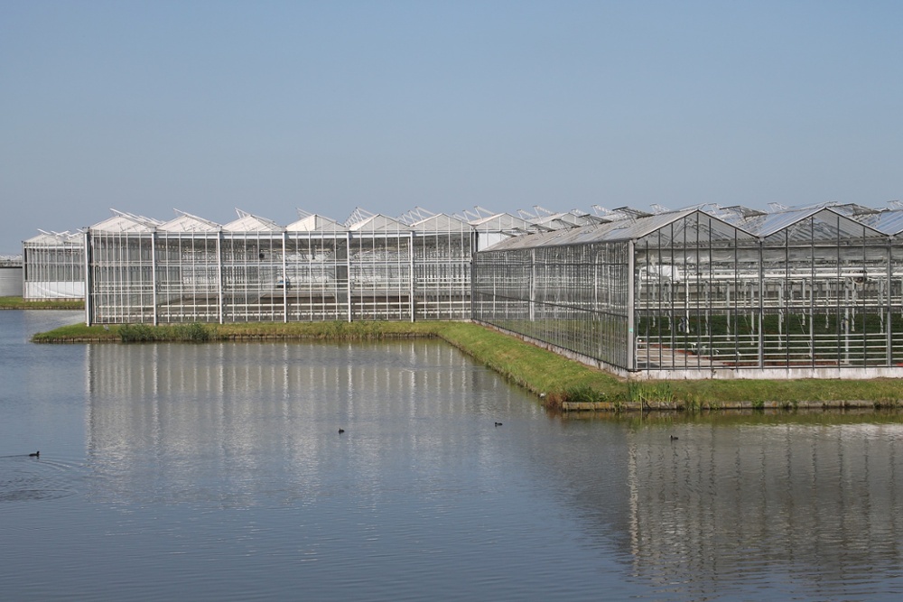 Enhance plant health and productivity with effective greenhouse flooring. Optimize water management for superior plant growth, quality, and consistent crop yields.