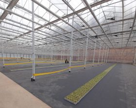 Growing tomato plants on a cultivation floor!