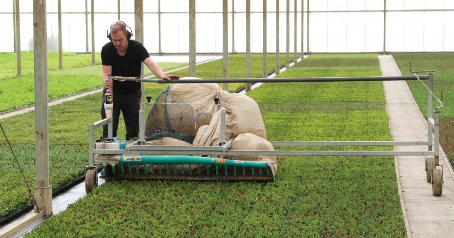 Meilleure uniformité des plantes chez Heco Young Plants
