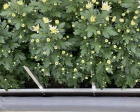 ErfGoed researches chrysanthemum growing on a cultivation floor