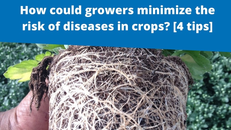 How could growers minimize the risk of diseases in crop [...]
