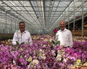 Phalaenopsis: increased flexibility and quality on the ErfGoedFloor