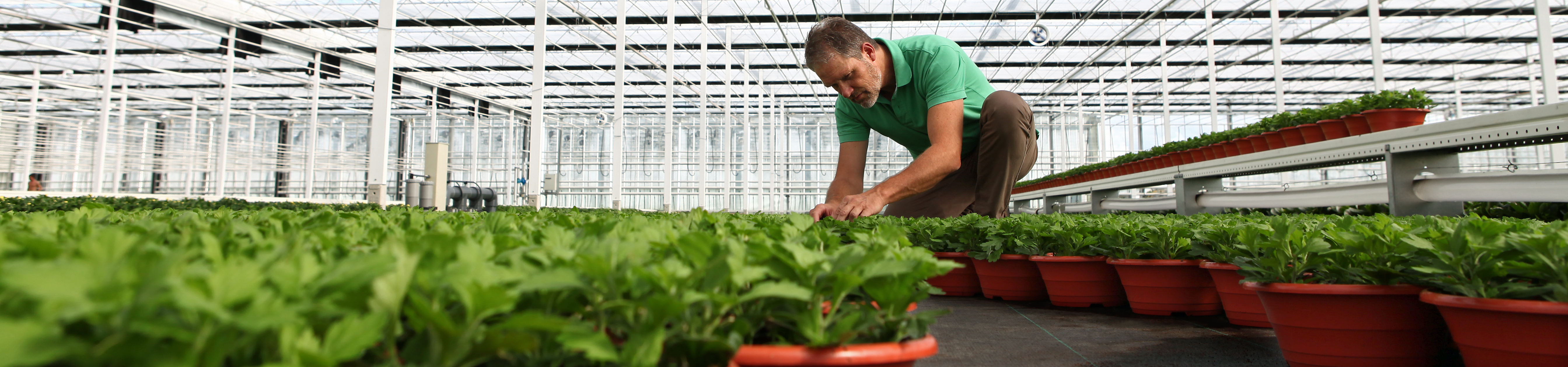 A base para um crescimento uniforme e saudável das suas plantas