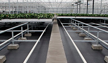 A cultivation floor under rolling containers