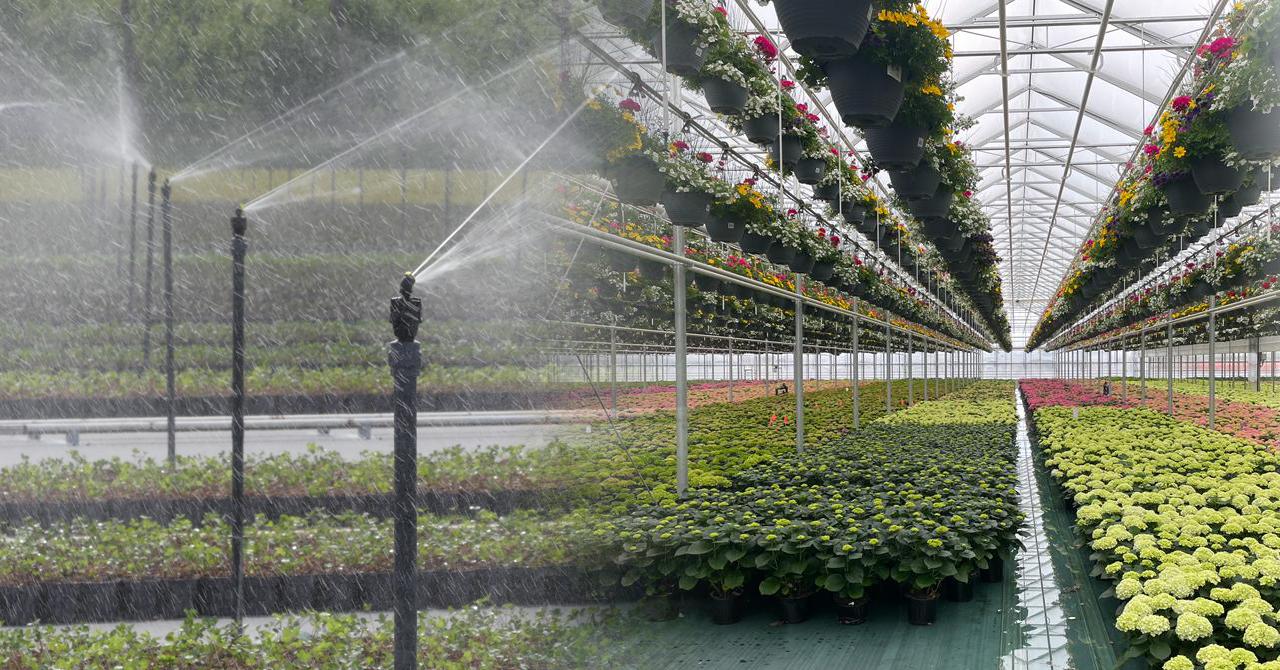 Irrigation systems for growers: Ebb and flow system versus sprinklers
