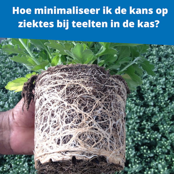 Hoe minimaliseer ik de kans op ziektes bij teelten in d [...]