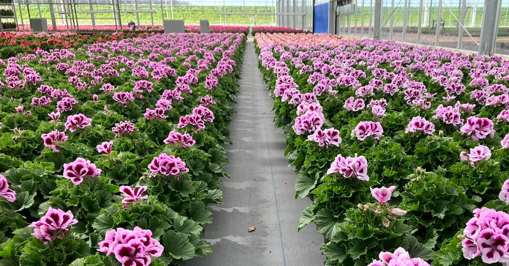 Open dag bij Kwekerij Bouten in Beesel