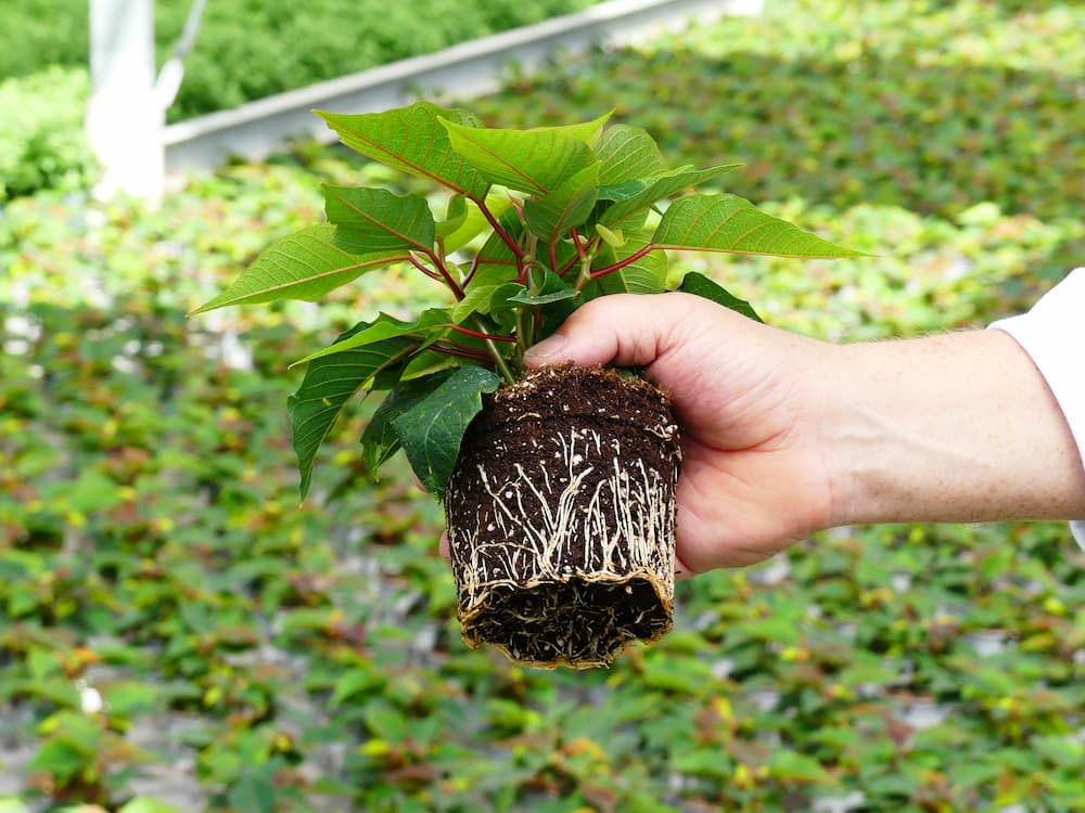 De impact van een preventieve teeltstrategie op de plant en het milieu!