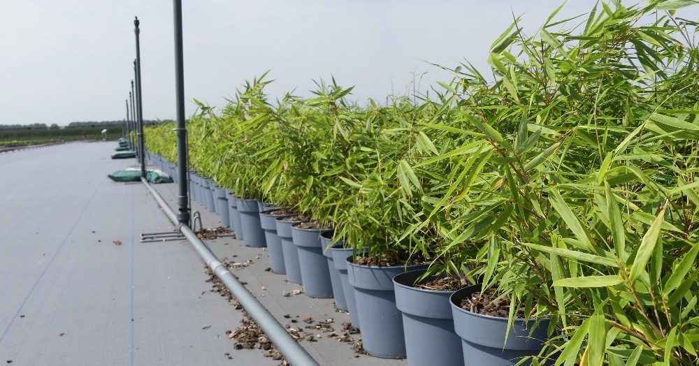 Waarom is de ErfGoedVloer een goede oplossing voor vaste plantenteelt?