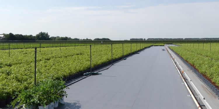 A new greenhouse floor or system: 5 crucial points to consider