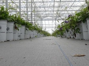 Wat is de beste ondergrond voor uw planten?