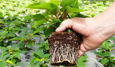 L'impact d'une stratégie de culture préventive sur les plantes et l'environnement