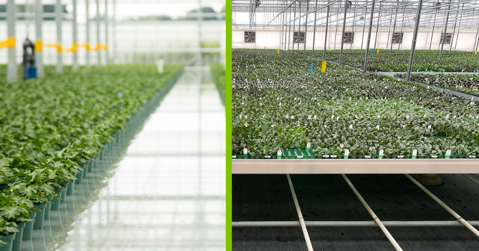 Greenhouse flooring: Dutch Container Systems versus an ErfGoed Floor