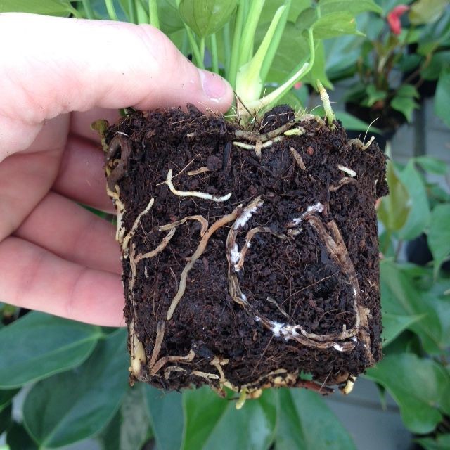 Root rot under the microscope: 7 important tips