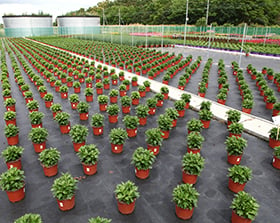 No crop loss for French growers raising plants outdoors thanks to ErfGoedFloor