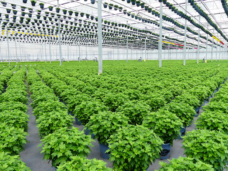 7 factoren die effect hebben op de plantweerbaarheid!