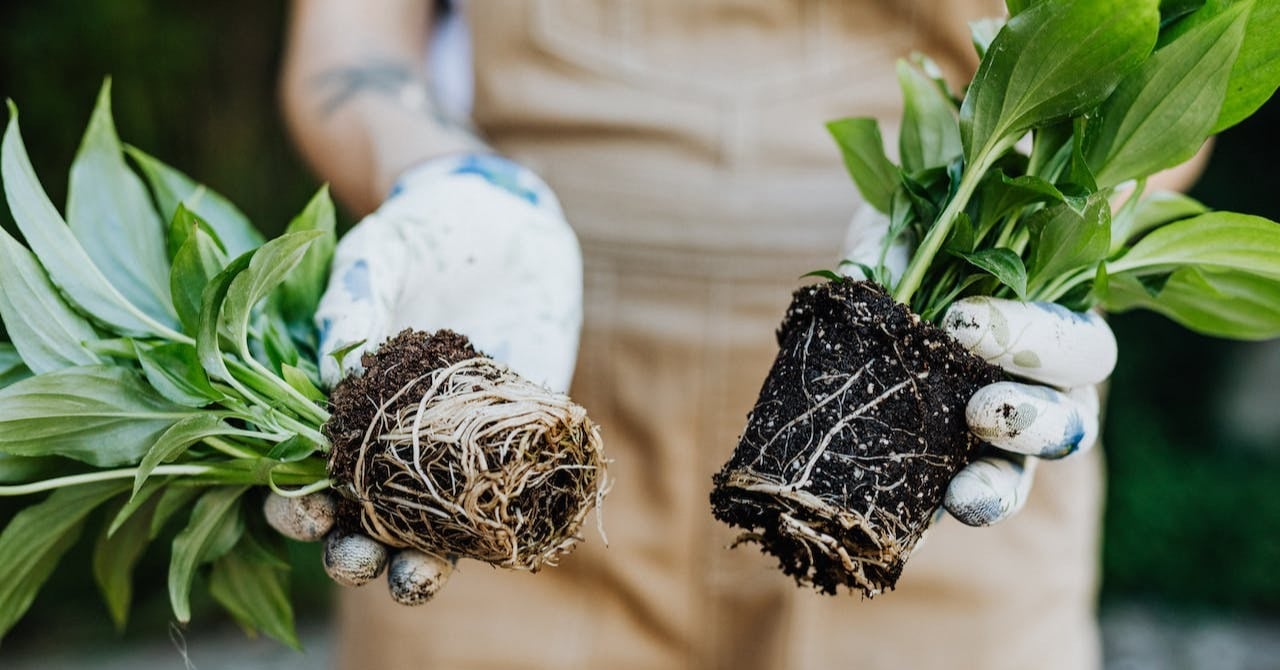 Bodem- en plantschimmels bij vaste planten te lijf: 6 b [...]