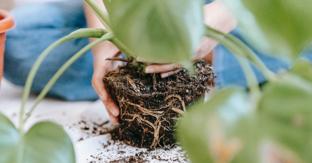 In de spotlights: schimmels bij boomkwekerijproducten in pot